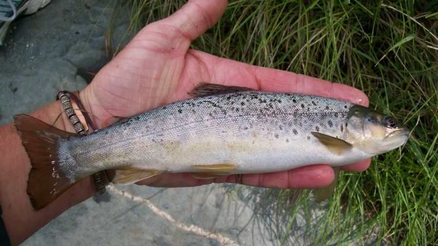 Fishing Experience in Barot Valley